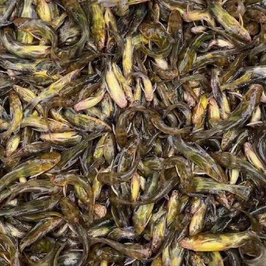 湖州 全雄，杂交黄颡鱼苗