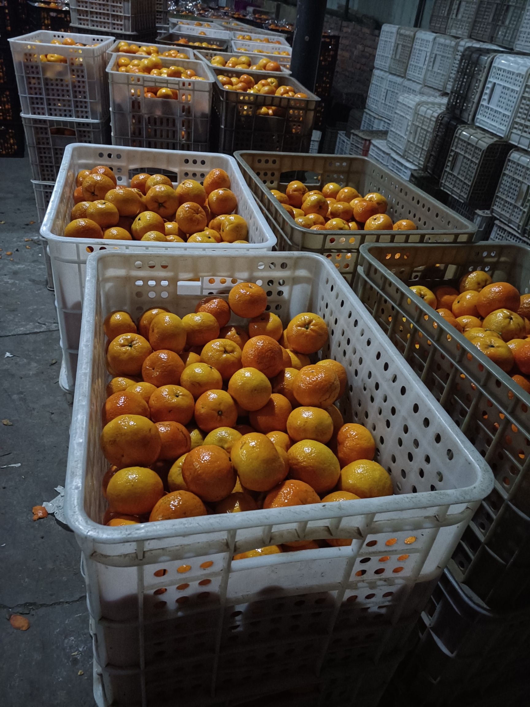  洗果厂每天处理一万斤沃柑，光果价格一块