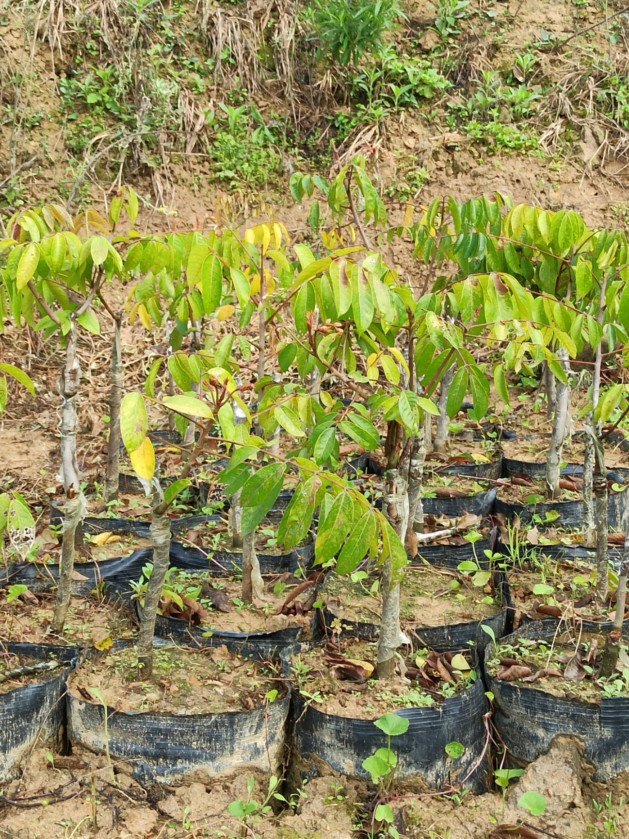 青橄榄苗  青橄榄树苗 香甜榄 凌峰橄榄树苗 2号橄榄树苗