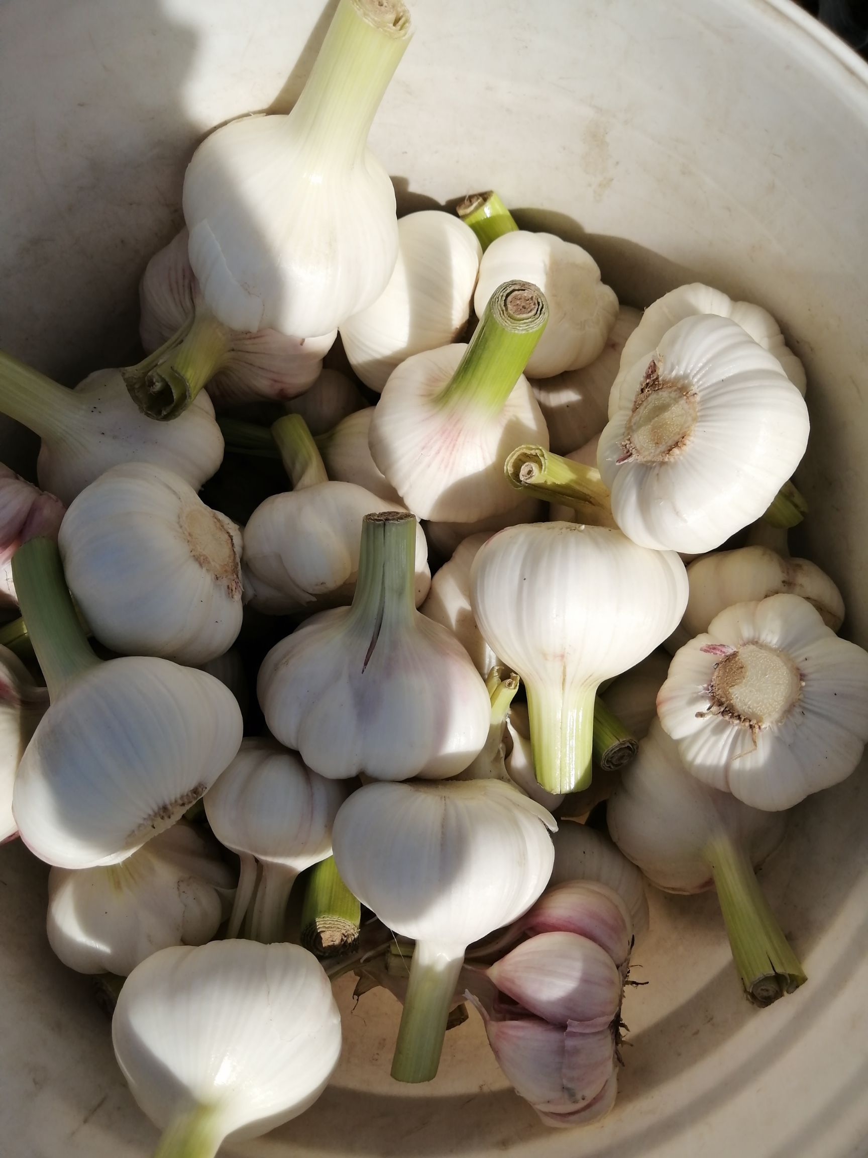 白皮蒜  扒皮蒜，精品扒皮蒜，产地直供，货源充足