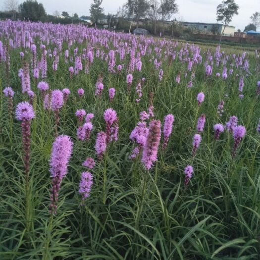 台安县菊花苗  蛇鞭菊