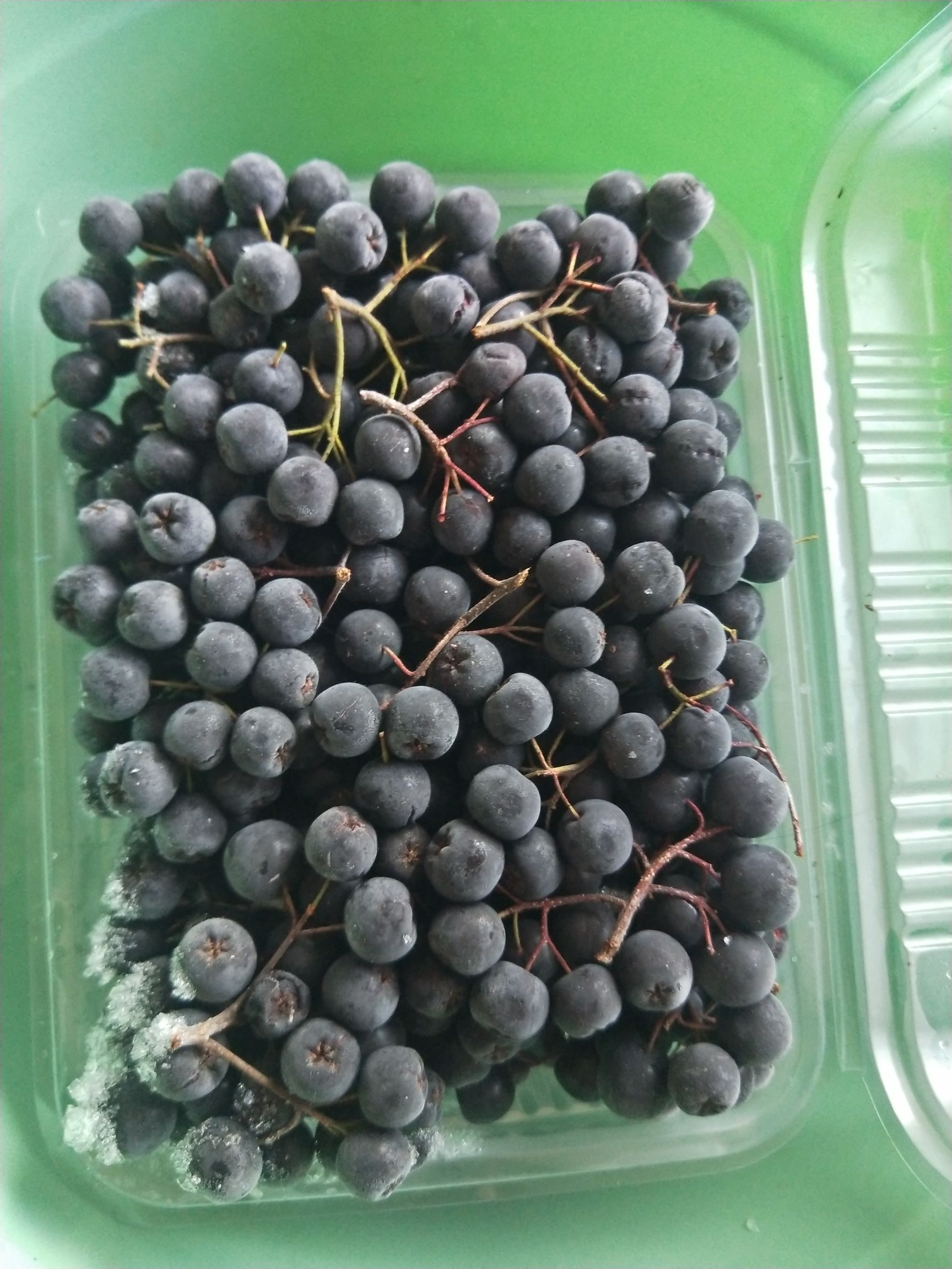 东丰县黑莓 每天适量饮用黑果花楸，预防疾病，修复身体有明显的效果