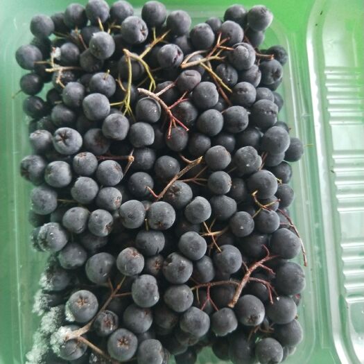 东丰县黑莓 每天适量饮用黑果花楸，预防疾病，修复身体有明显的效果