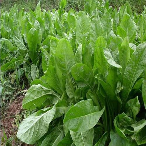 蛋白草种子～食叶草种子 多年生牧草种子品种