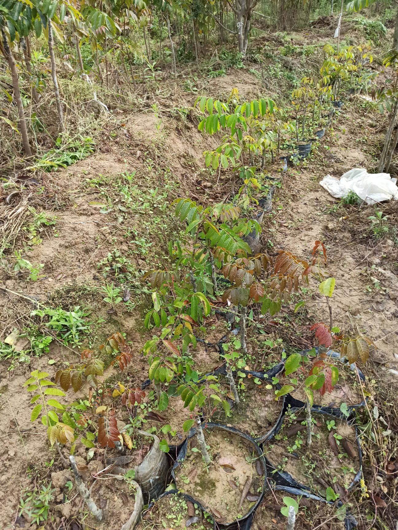 青橄榄苗  青橄榄树苗 香甜榄 凌峰橄榄树苗 2号橄榄树苗