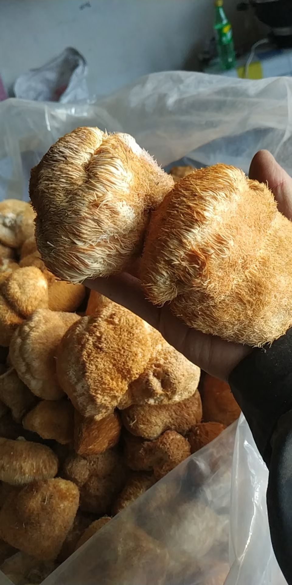 干猴头菇  东北猴头菇，猴头蘑