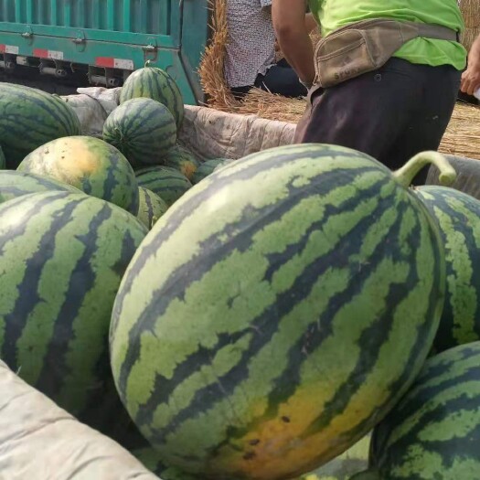 甜王西瓜 山东潍坊甜王大量上市质量非常好