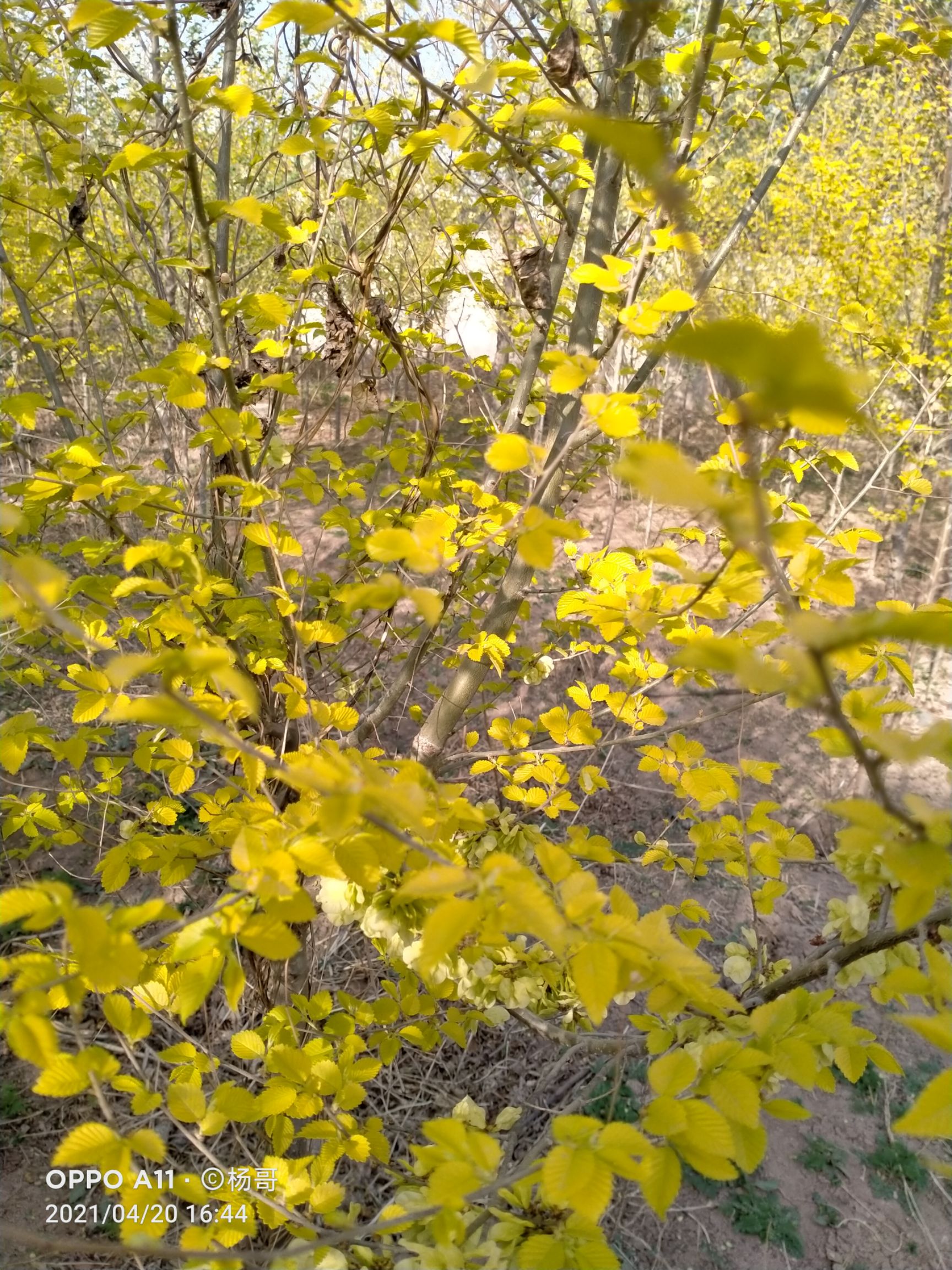  金叶榆3公分到六公分有需要的老板联系