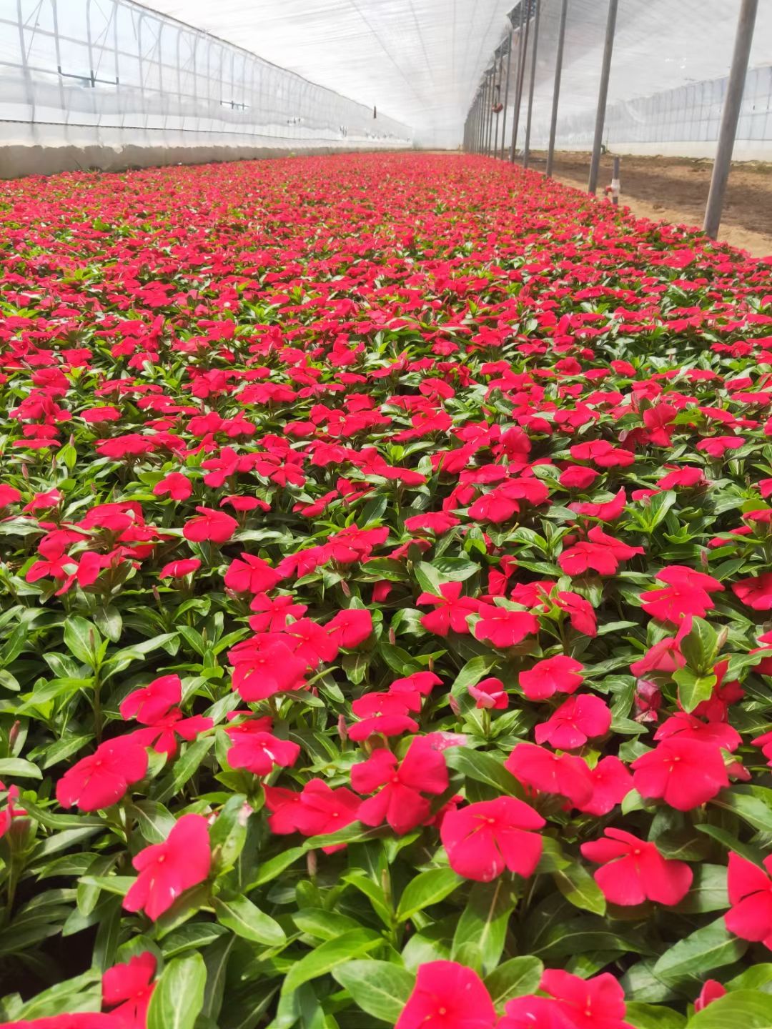  长春花，长春花价格，长春花基地，长春花种植，长春花管理