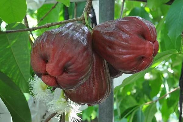 黑金刚莲雾苗  莲雾果苗，黑金刚莲雾  大叶红莲雾 新品种黑糖芭比莲雾苗