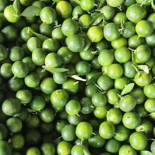 东兴市 越南金桔，奶茶店专用批发。