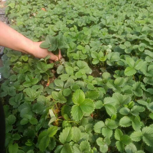 北京红颜草莓苗  红颜草莓基质苗，营养杯苗，冷冻苗
