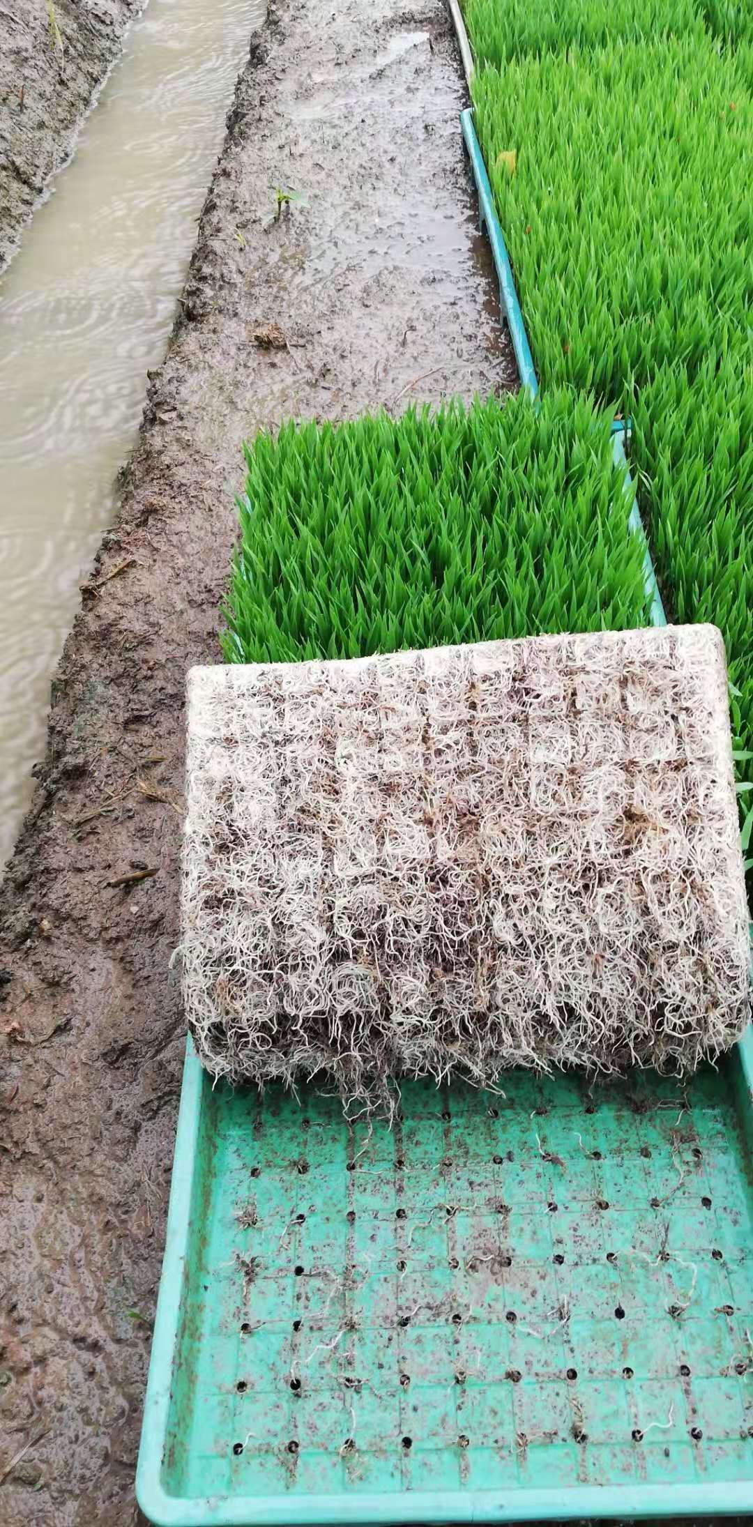 菌类基质  厂家批发 水稻育苗基质水稻育秧基质 育秧土 出苗整齐盘根好