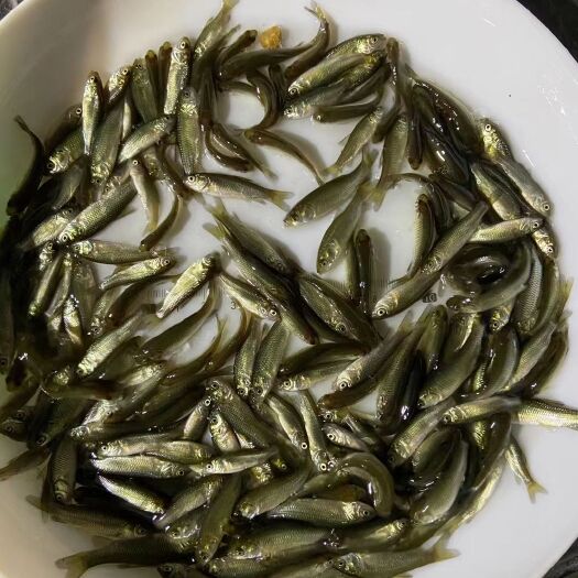 博罗县草鱼苗