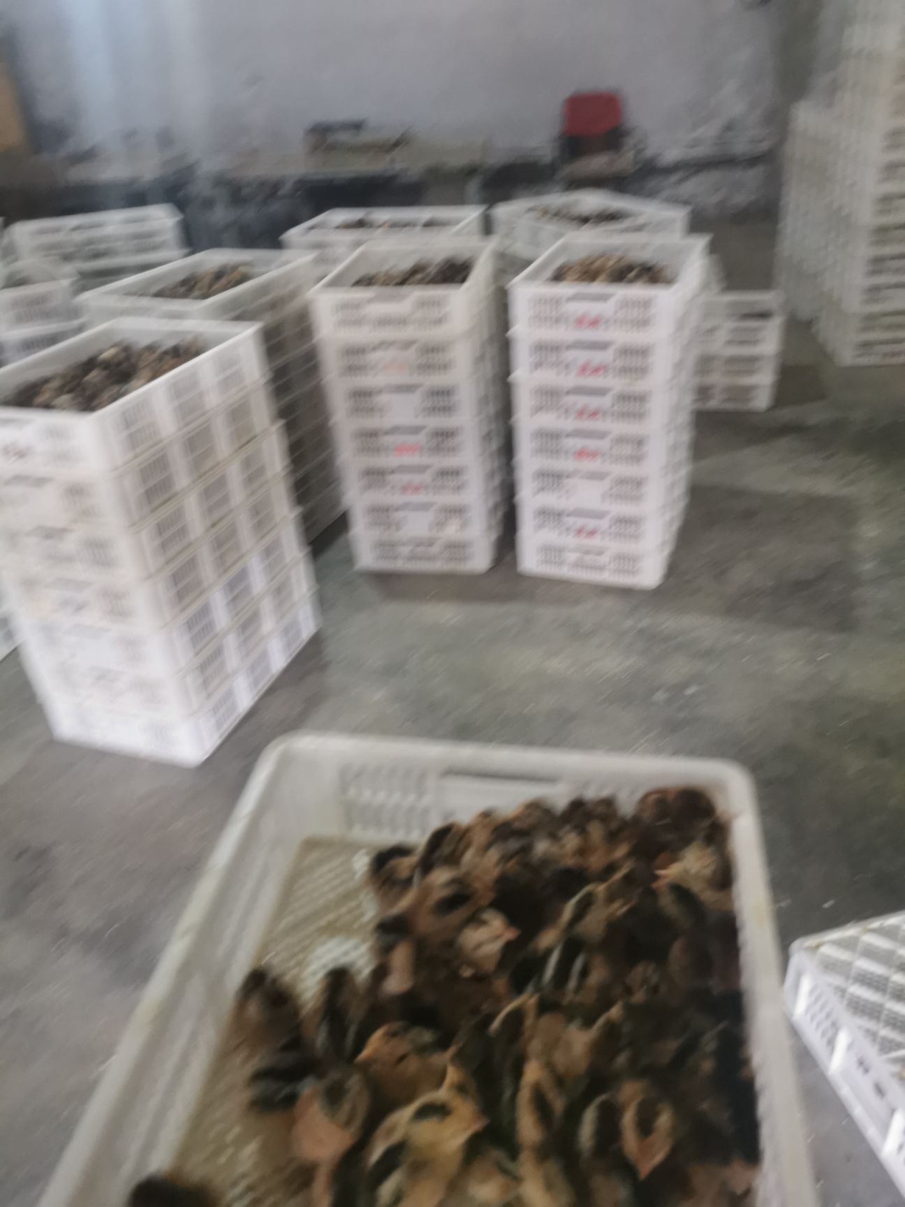 土鸡苗 （华北柴）太行鸡小鸡苗
