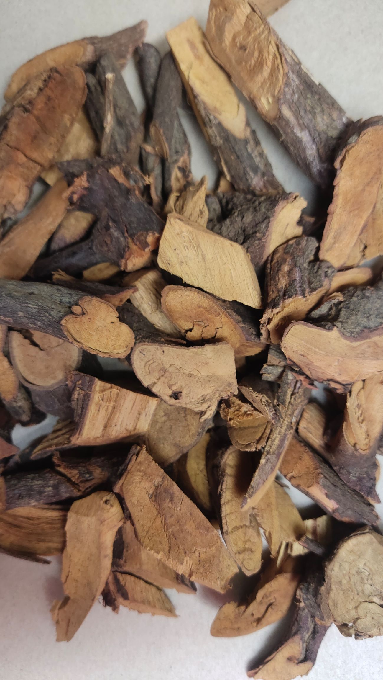 铁包金   老鼠耳    小叶铁包金 乌龙根 勾儿茶 老鼠草