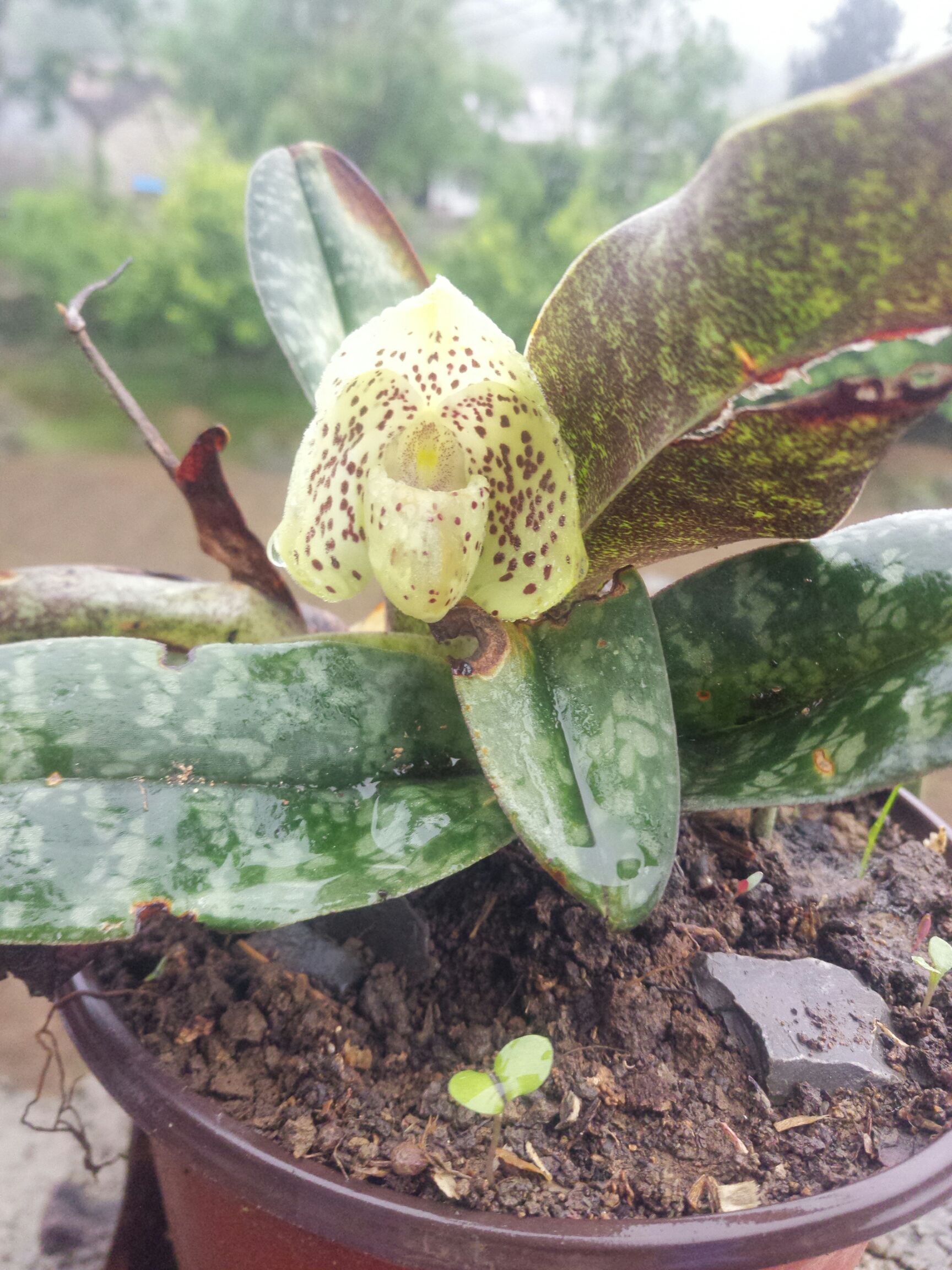 莲瓣兰 玉女兒兰