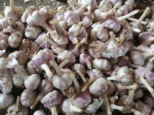 红皮蒜  紫皮大蒜
