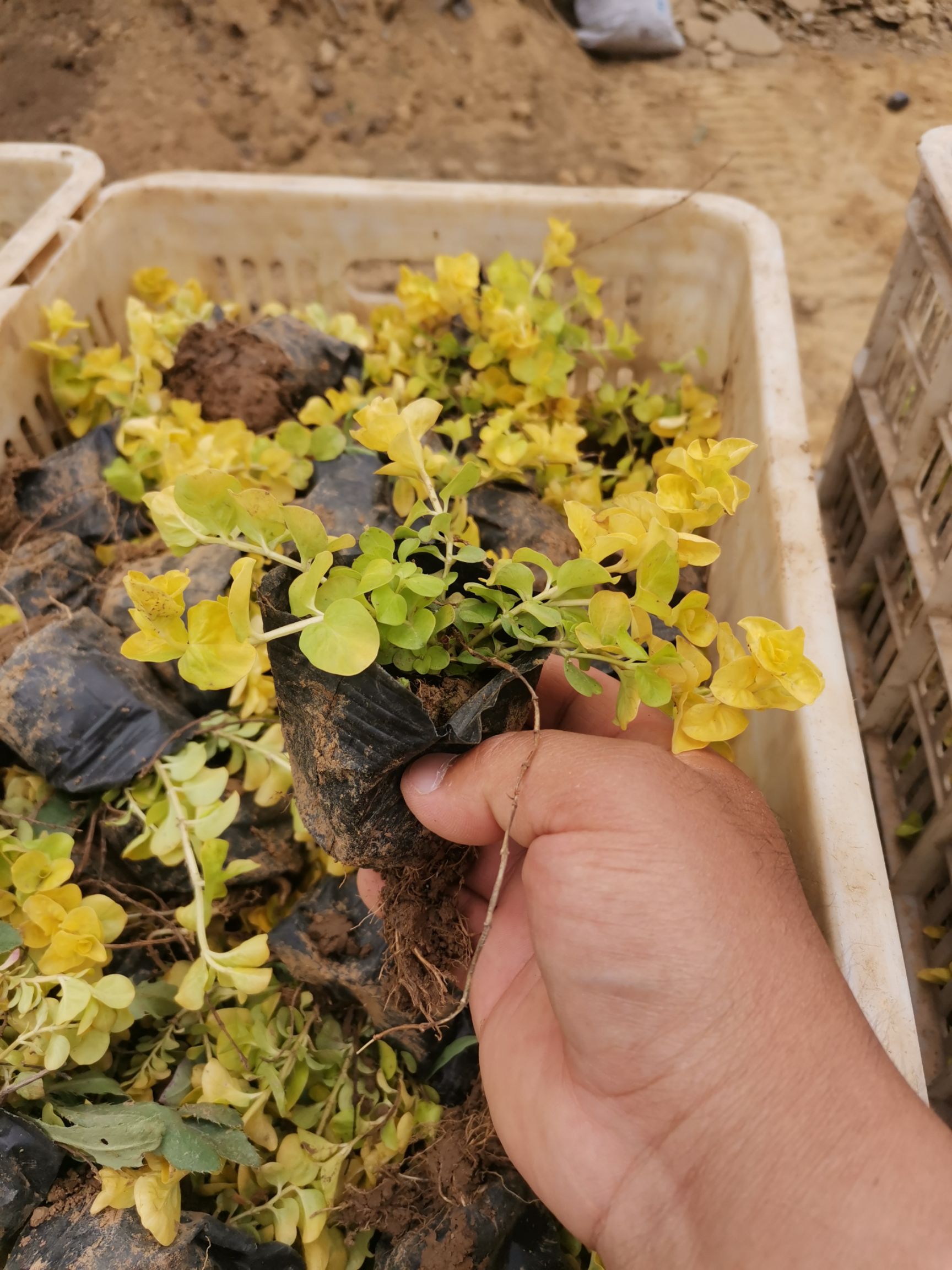 金叶过路黄 过路黄 量大从优 产地直发