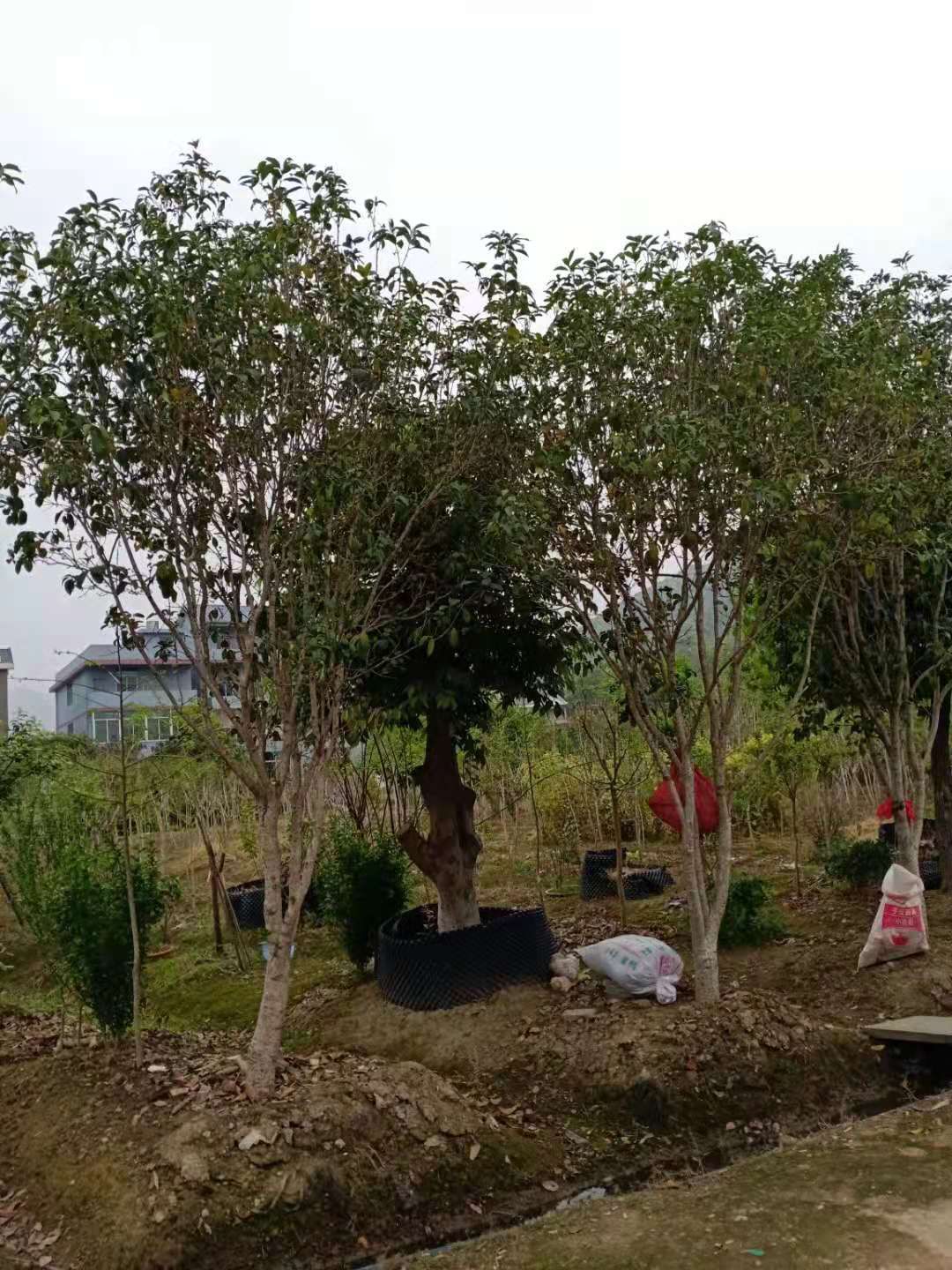 四季桂