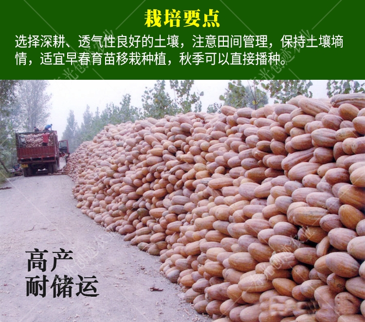 蜜本南瓜  超级好吃超甜超面蜜本  全国发货基地直供