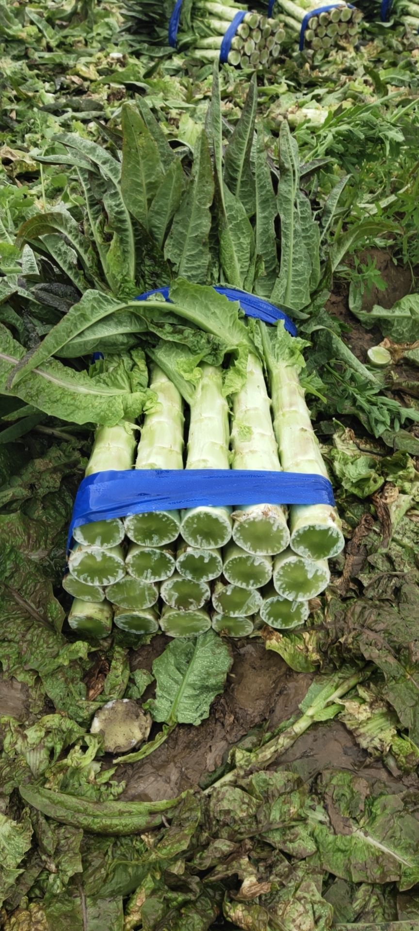 红叶莴笋  红叶莴苣，，产地直销，欢迎大家前来选购