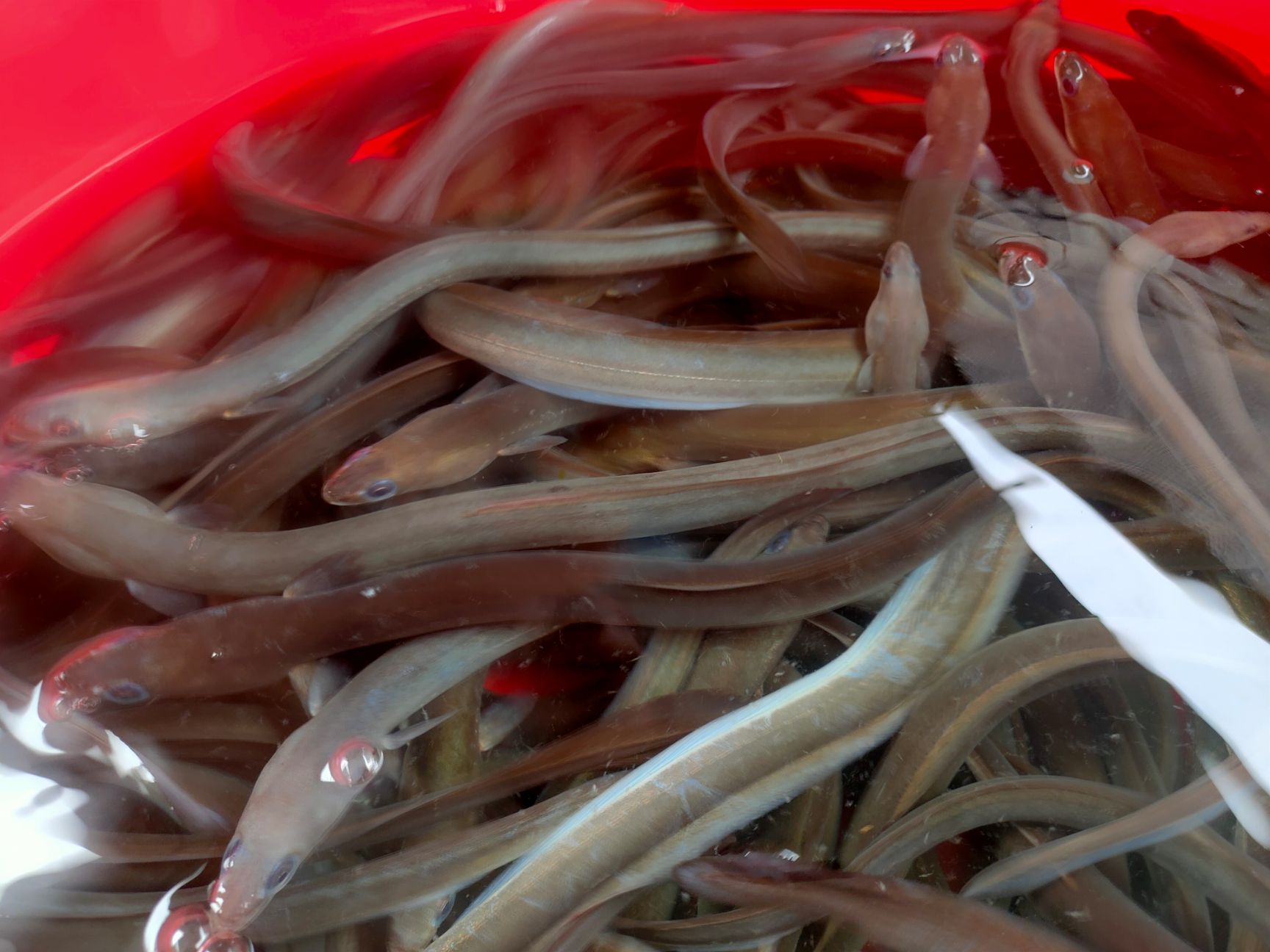 【鳗鱼苗】精选鳗鱼苗 白仓苗 淡水白鳝苗 量大从优