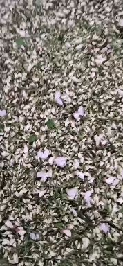 渭南秦岭山洋槐花现货发售