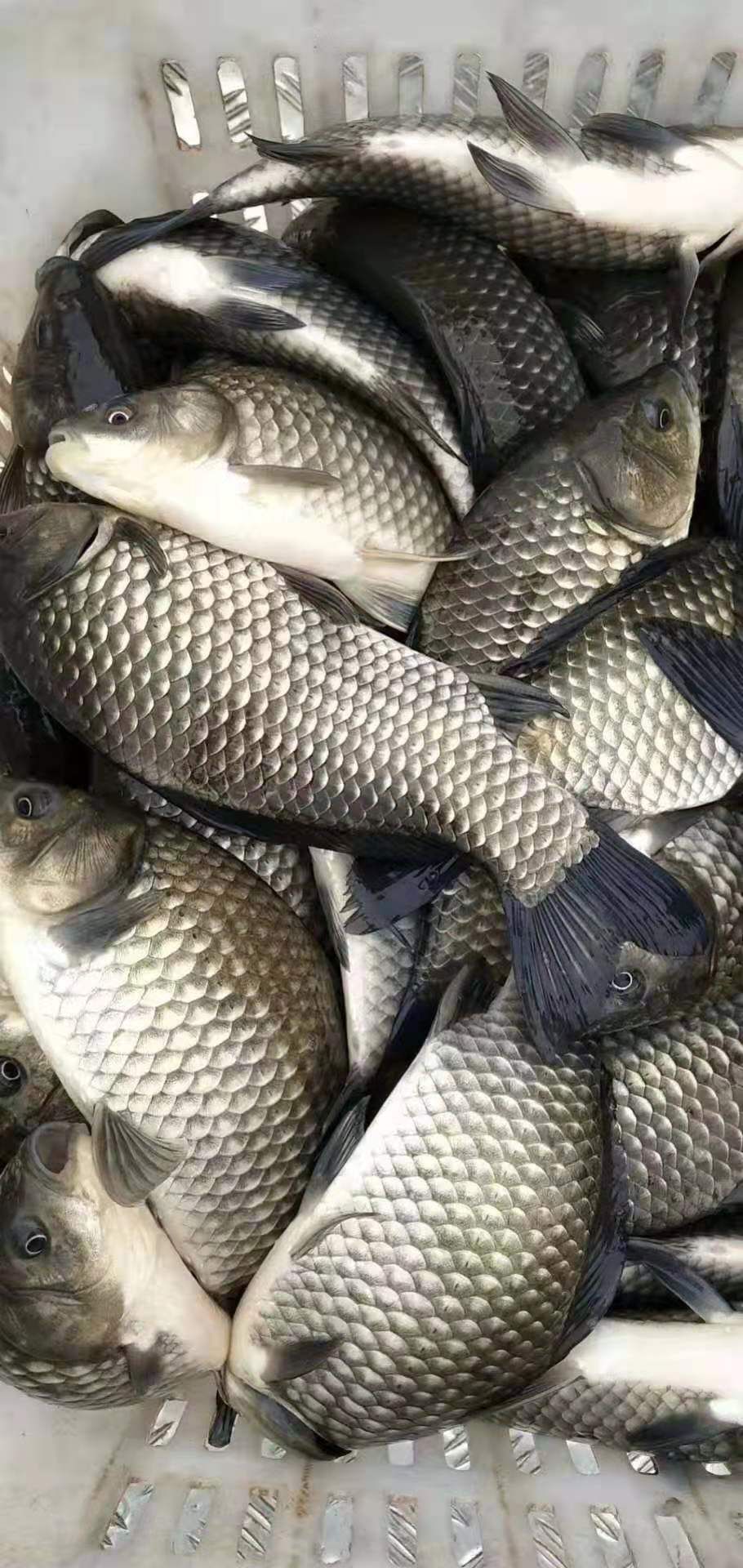 养殖场自产自销垂钓用鲫鱼和鱼苗