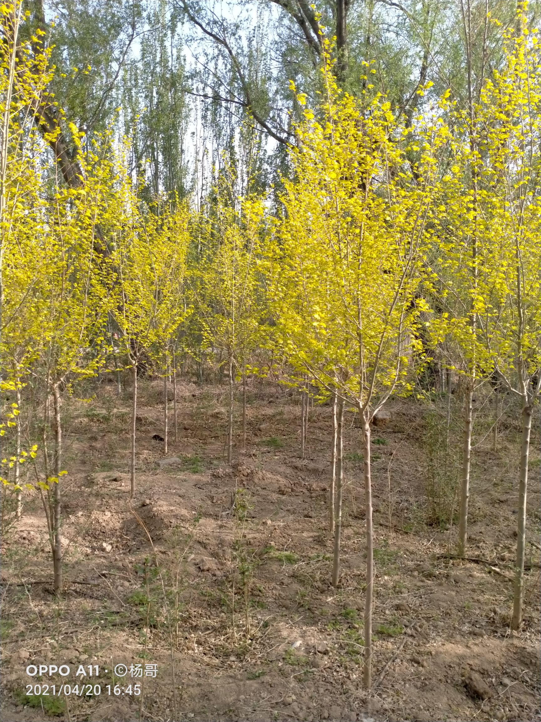  金叶榆3公分到六公分有需要的老板联系