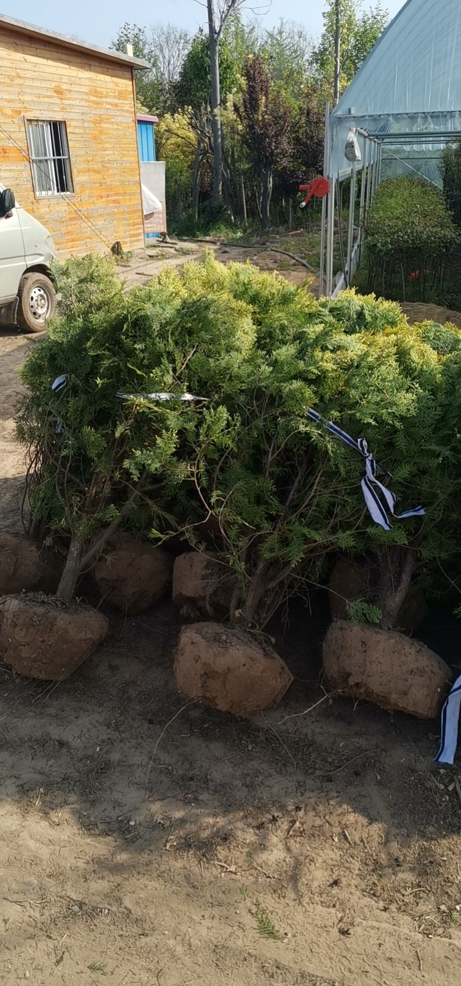 黄金柏球  洒金柏