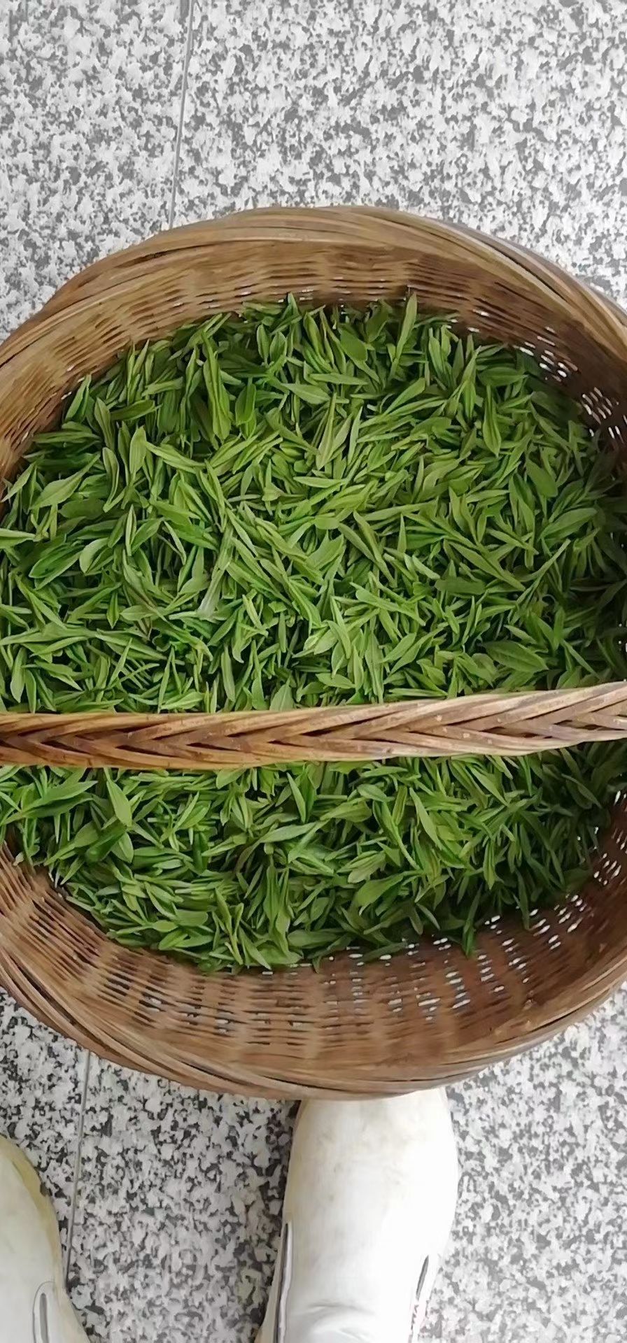 高山云雾绿茶，茶园自采，精细加工，有毛尖毛峰绿茶等多品类