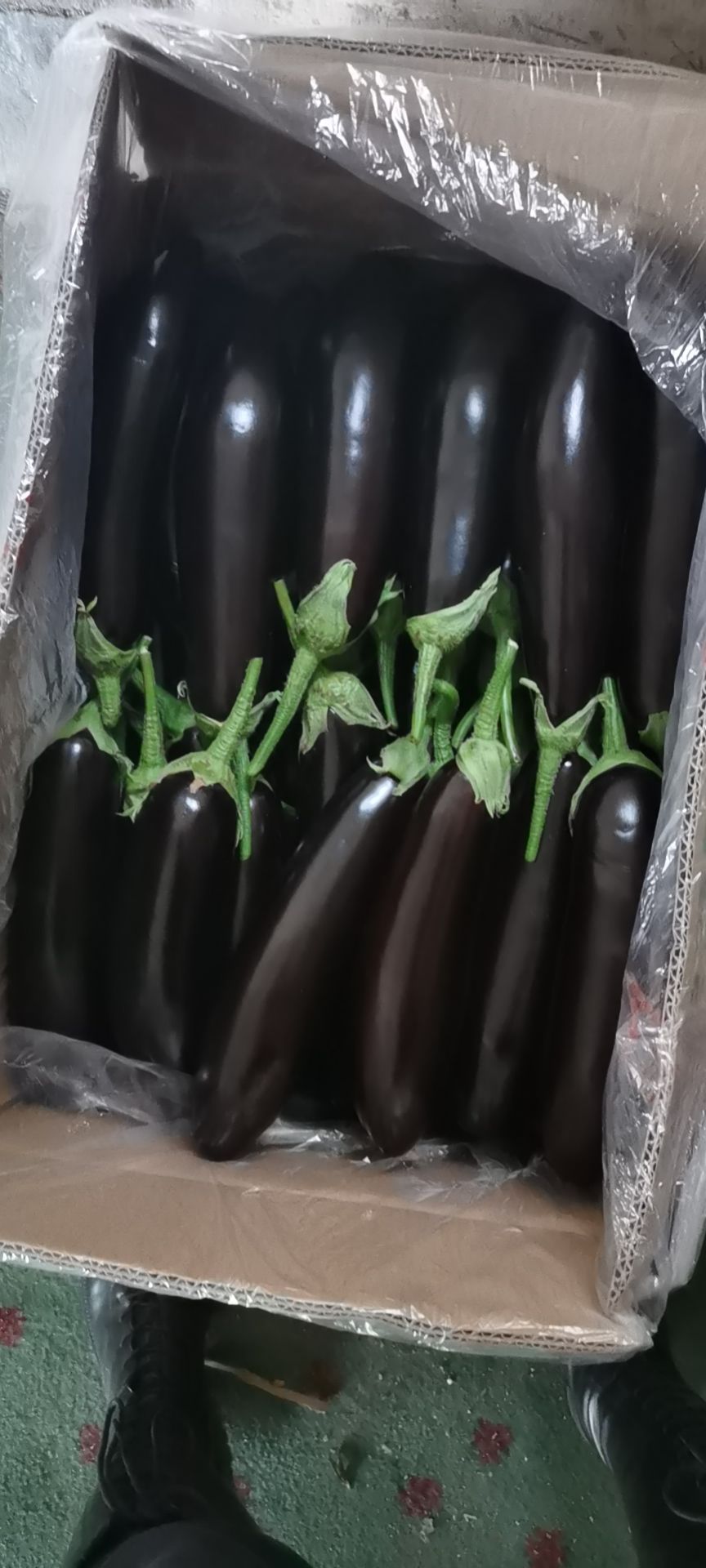 紫长茄  茄子大量现货价格便宜