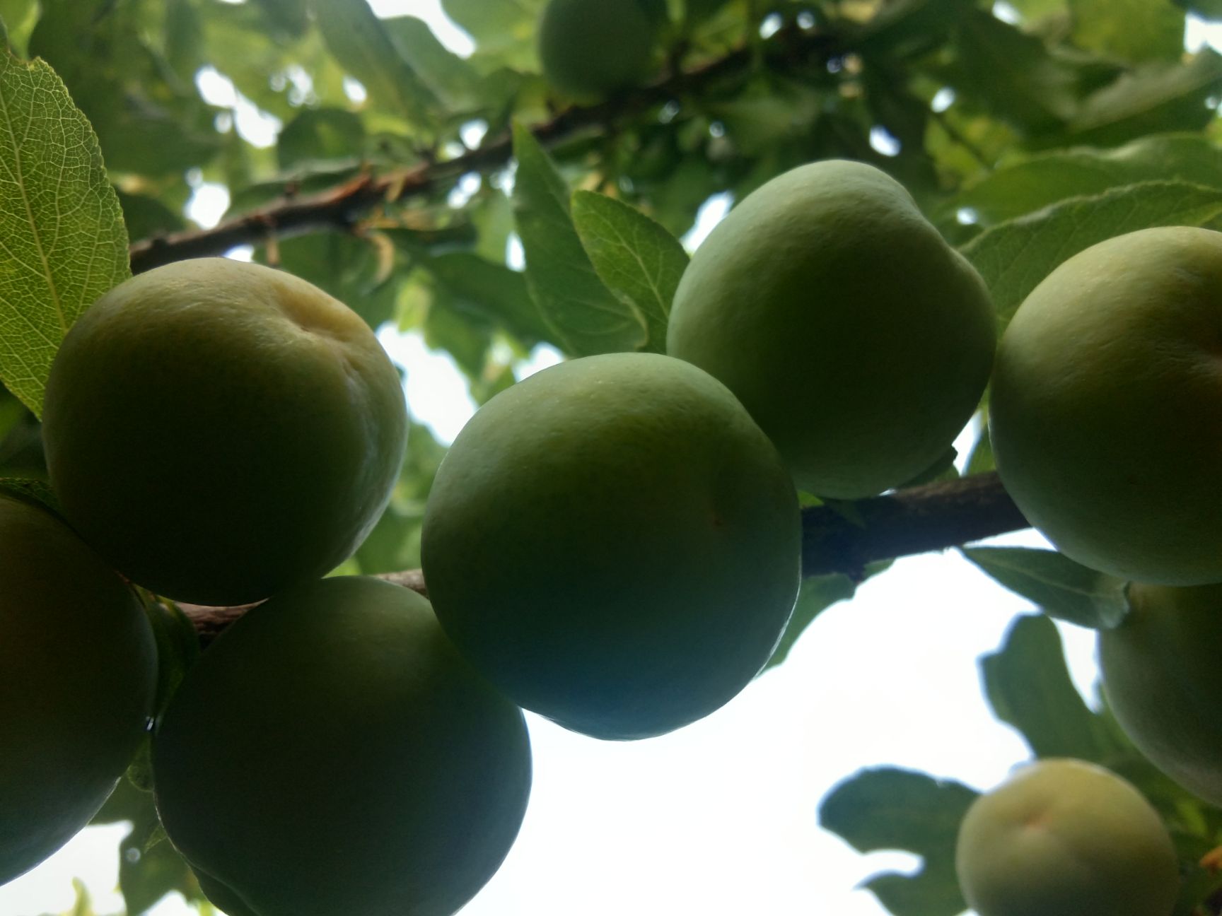 李子  三月李（三华李），不同时期不同吃法，不一样的味道。