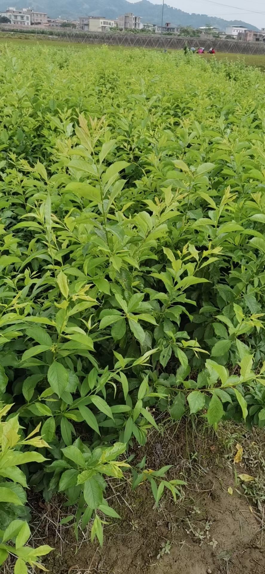 银妃三华李苗  三华李苗，银妃三华李 晚熟三华李 早熟三华李