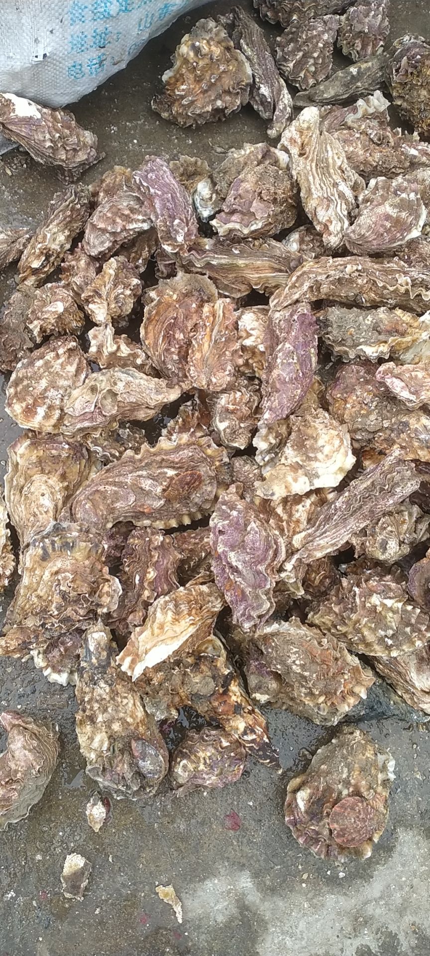 牡蛎 潜水员捡的海蛎1+到4两