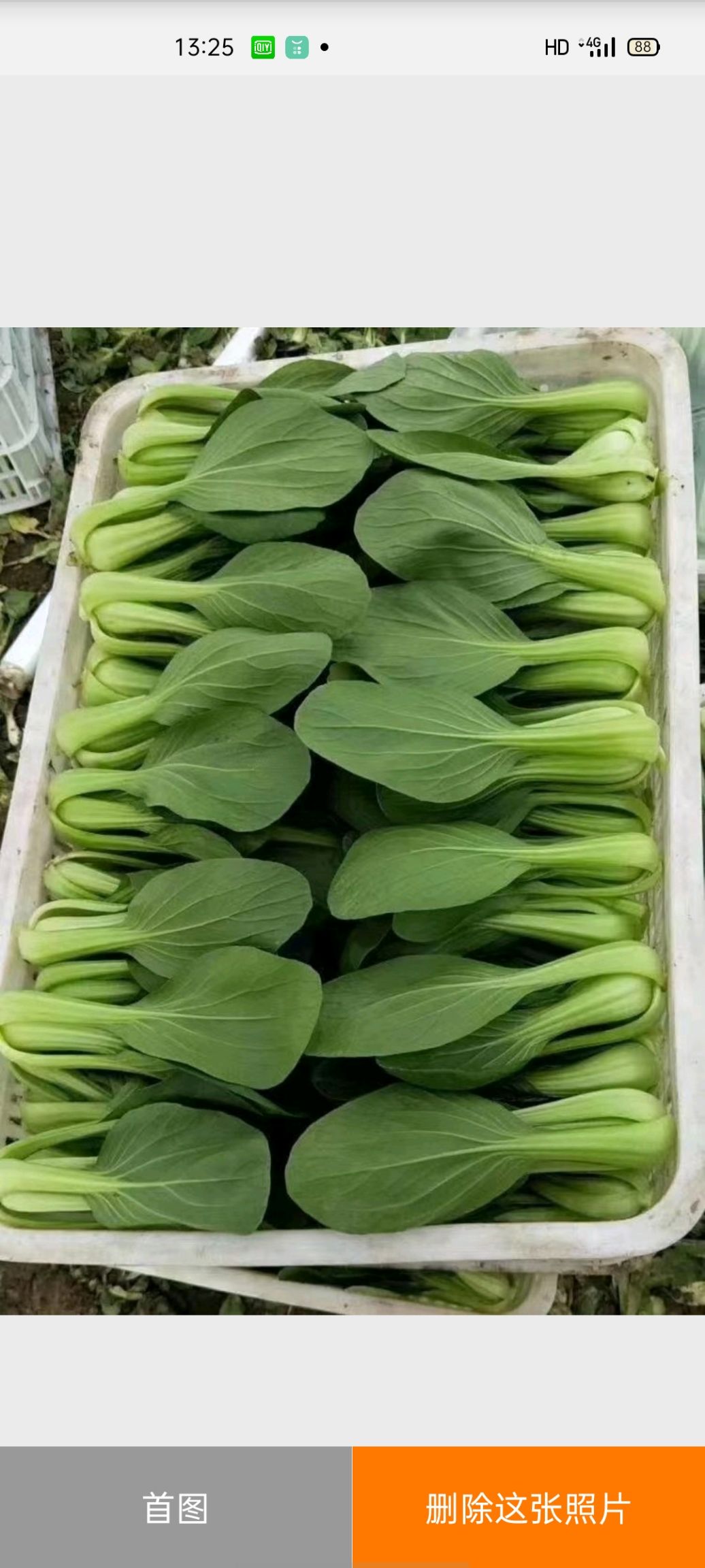  精品上海青，山东曹县油菜，质量保证，价格低廉