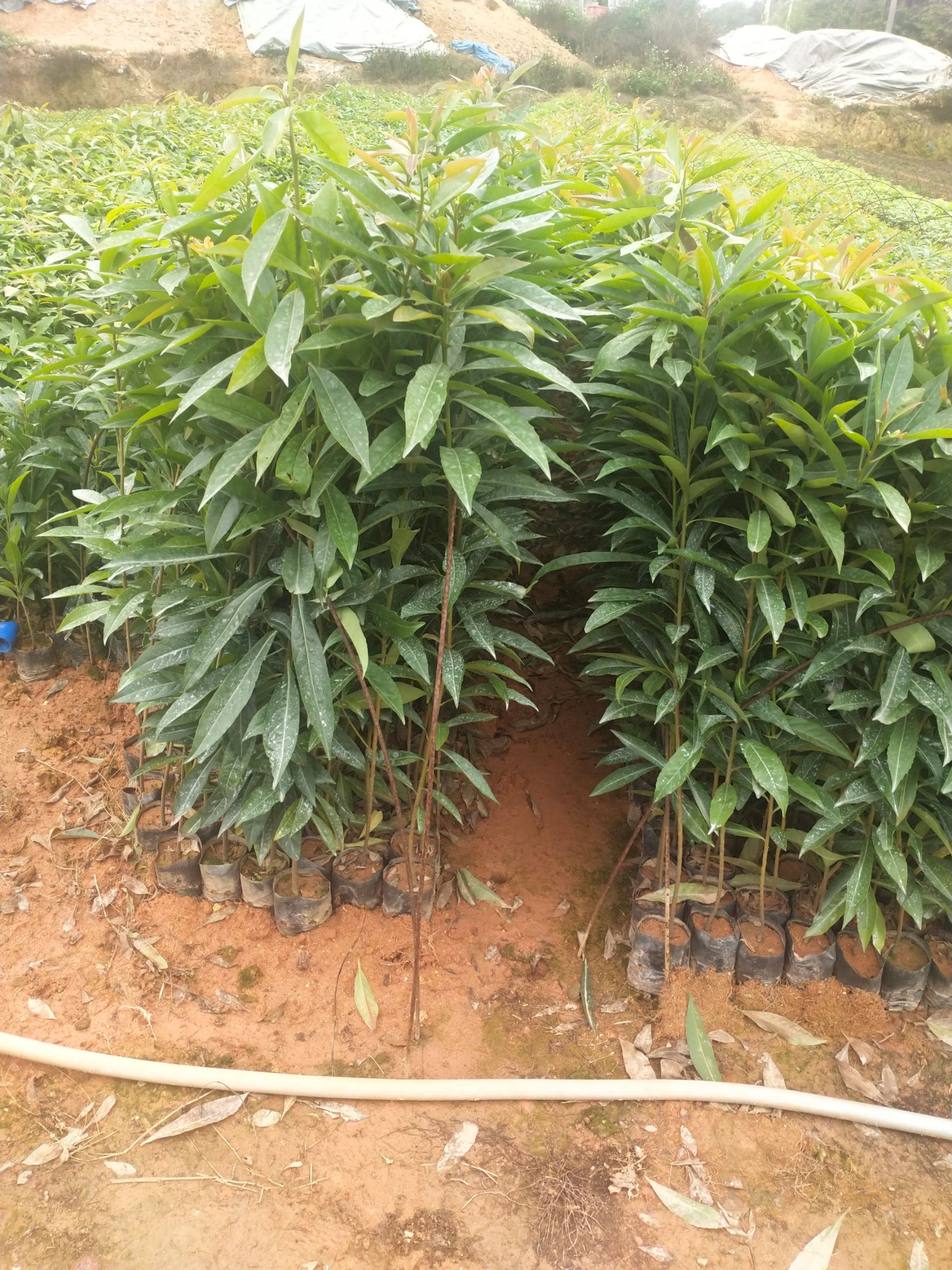 木荷苗，木荷小袋苗，