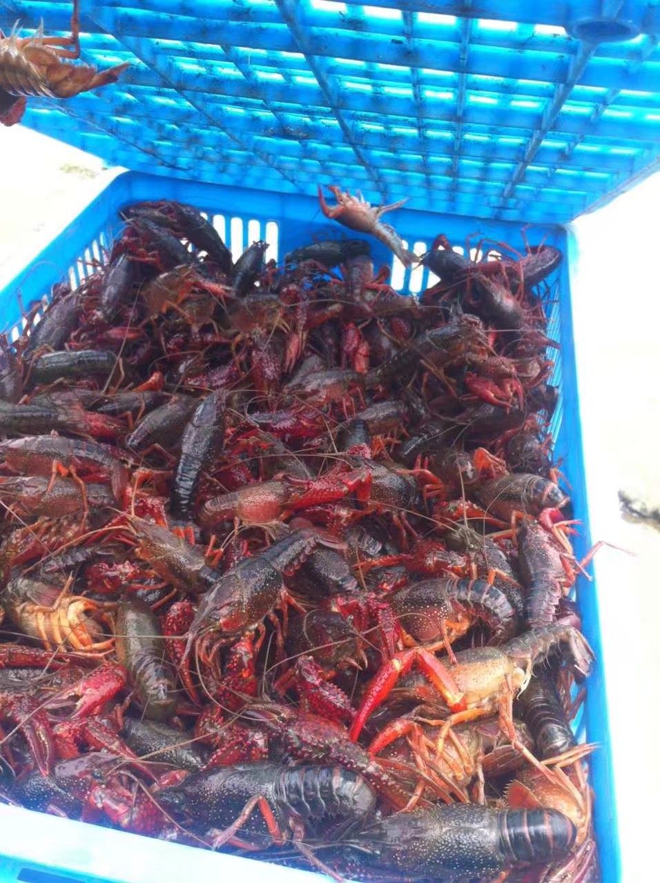 江苏盱眙小龙虾456钱789钱规格齐全干净有肉龙一手货源