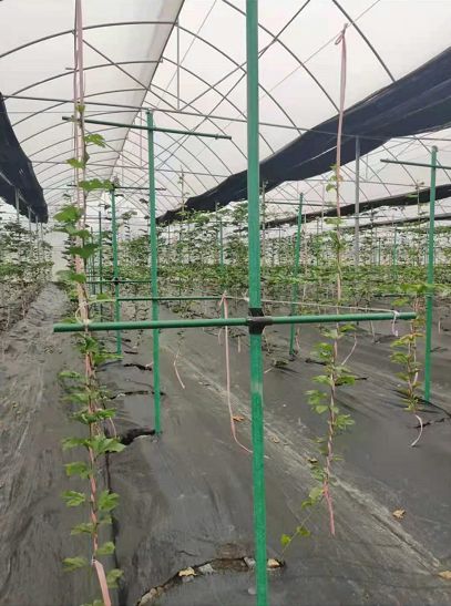 树木支撑架  东莞玻璃钢32*28mm果苗定制杆，百香果支架