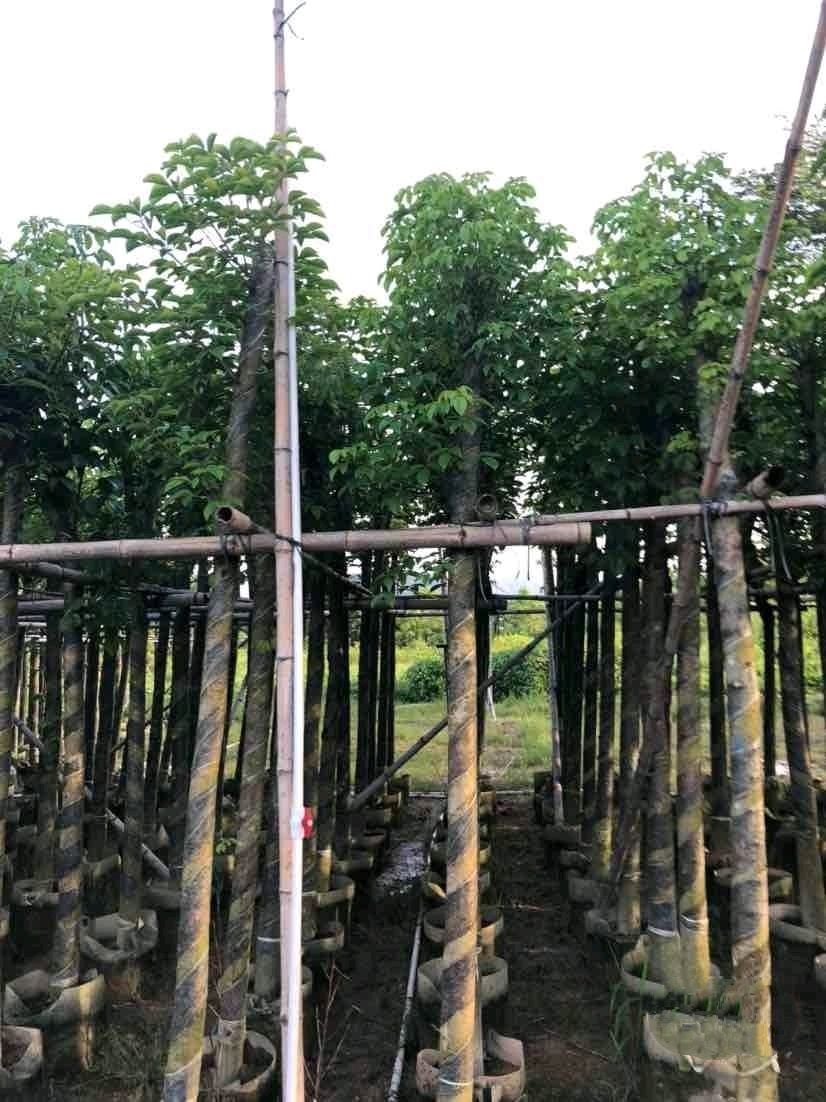 秋枫   4~15分