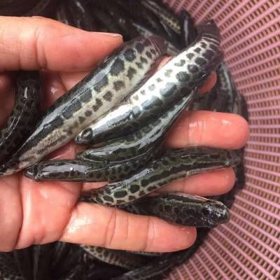 乌鳢苗  黑鱼苗 乌鱼苗 品种优良生长速度快周期短