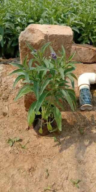  鼠尾草