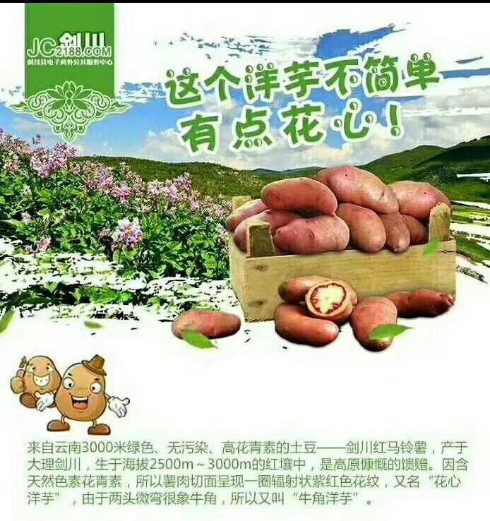 彩色马铃薯 云南省大理白族自治州剑川县 2~4两 