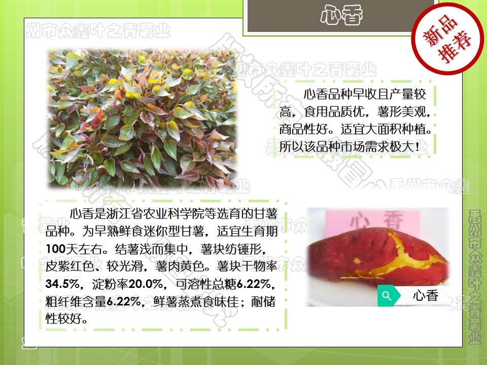 2021原种优质脱毒红薯苗，紫薯红薯苗，基地直供，品质保证