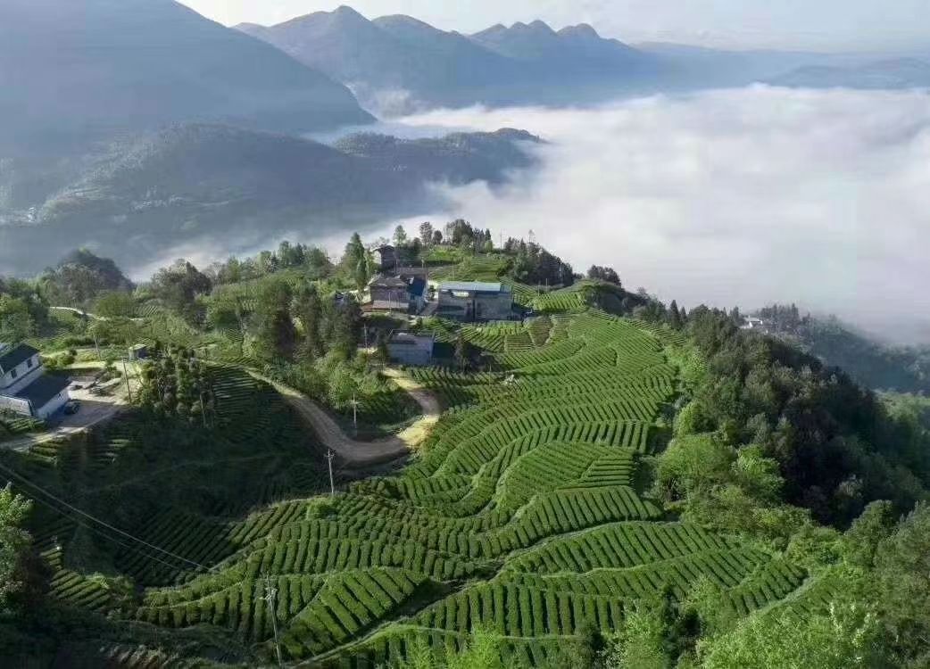 雪青茶  恩施硒茶，天然含硒，条形紧致，汤清色绿，口味甘甜！