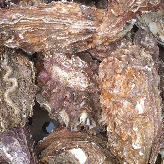 烟台牡蛎 潜水员捡的海蛎1+到4两