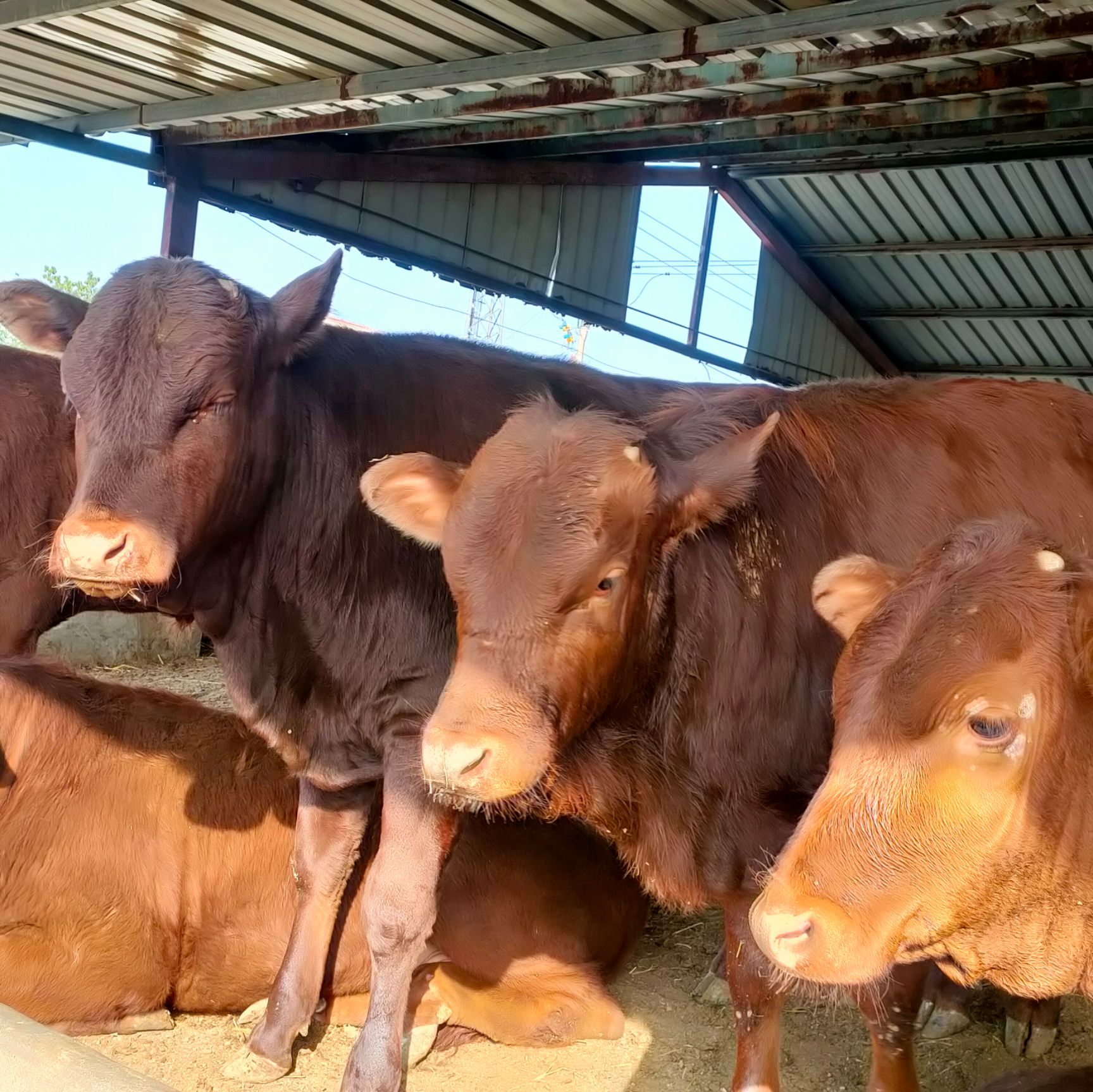 牛利木赞牛肉牛犊质量好价格低免费送货上门