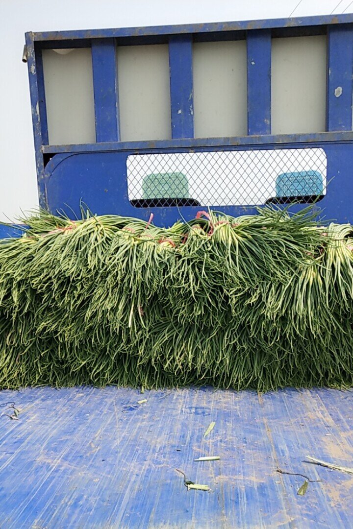 红帽蒜苔 大名优质蒜薹，即将上市，