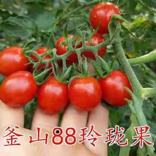 利津县 釜山88圣女果